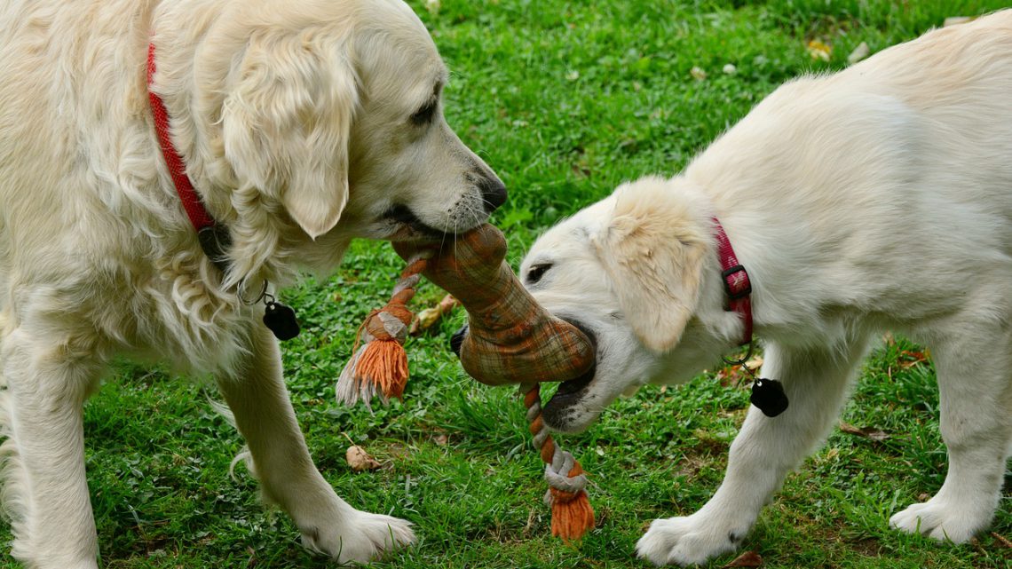 Mit Hundespielzeug wird es deinem Liebling nie langweilig